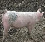 Farm Grown Pig