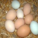 Multi colored eggs